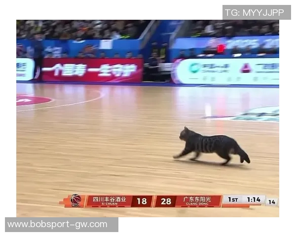 四川男篮积极行动救助流浪猫计划后续妥善安置关爱生命